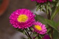 Annual aster Pink colour, Callistephus chinensis, Pune, Maharashtra