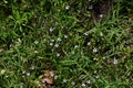 Annual blue eyed grass ( Sisyrinchium rosulatum ) flowers. Iridaceae annual plants. Royalty Free Stock Photo