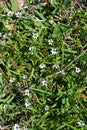 Annual blue eyed grass ( Sisyrinchium rosulatum ) flowers. Iridaceae annual plants. Royalty Free Stock Photo