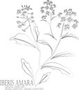 Iberis amara flowers contour vector illustration