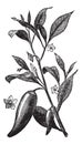 Annual chili Capsicum annuum or Mississippi sport pepper, vintage engraving