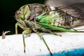 Annual cicada, eye level close-up profile left side body, large bug insect wings, green eyes Royalty Free Stock Photo