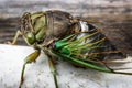 Annual cicada macro close-up left side profile green eye, body and wing, large bug insect Royalty Free Stock Photo