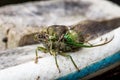 Annual cicada on garden hose, close-up head and body, large bug insect, green eyes, detail Royalty Free Stock Photo