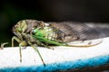 Annual cicada, close-up profile body and wings, large bug insect wings, green eyes, macro detail North Carolina