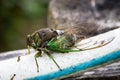 Annual cicada, left side view body and wings, large bug insect wings, green eyes Royalty Free Stock Photo