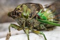 Annual cicada macro close-up left side of face and green eye, large bug insect, eye level view Royalty Free Stock Photo