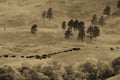 Annual Custer State Park, South Dakota, Buffalo Roundup Royalty Free Stock Photo