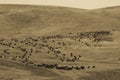 Annual Custer State Park, South Dakota, Buffalo Roundup Royalty Free Stock Photo