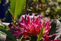 Annual dahlia flowers of different colors.