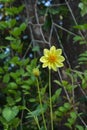 Annual dahlia with yellow flower in summer garden