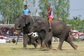 The Annual Elephant Roundup in Surin, Thailand