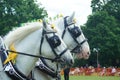 Heavy Horse show at Capel Manor June 2017 Royalty Free Stock Photo