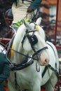 Heavy Horse show at Capel Manor June 2017 Royalty Free Stock Photo