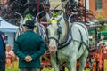 Heavy Horse show at Capel Manor June 2017 Royalty Free Stock Photo