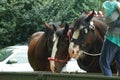 Heavy Horse show at Capel Manor June 2017