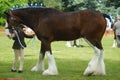 Heavy Horse show at Capel Manor June 2017 Royalty Free Stock Photo