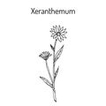 Annual everlasting or immortelle Xeranthemum annuum , flower plant