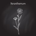 Annual everlasting or immortelle Xeranthemum annuum , flower plant