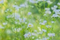 Annual fleabane (Erigeron annuus).