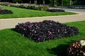 Annual flowerbed in a formal park of rectangles in the lawn. perfect connected flower bed at the pedestrian zone with benches whit