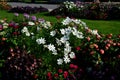 Annual flowerbed in a formal park of rectangles in the lawn. perfect connected flower bed at the pedestrian zone with benches whit