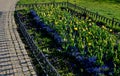 Annual flowerbed with yellow and blue flowers bordered by a low fence of metal gray fittings. landscaping in summer with tulips