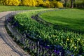 Annual flowerbed with yellow and blue flowers bordered by a low fence of metal gray fittings. landscaping in summer with tulips