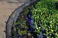 Annual flowerbed with yellow and blue flowers bordered by a low fence of metal gray fittings. landscaping in summer with tulips