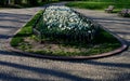 Annual flowerbed with yellow and blue flowers bordered by a low fence of metal gray fittings. landscaping in summer with tulips