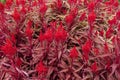 Annual flowering plant Celosia Drang`s Breath.