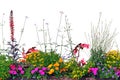 Annual Flowers Flowerbed Panorama, Isolated Horizontal Panoramic Blooming Cardinal Flower Bed Closeup, Flowering Begonias, Balsams Royalty Free Stock Photo