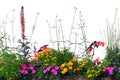 Annual Flowers Flowerbed Panorama, Horizontal Panoramic Blooming Cardinal Flower Bed Closeup, Flowering Begonias, Balsams