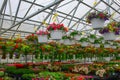 Hanging Baskets Of Flowers For Sale In Greenhouse