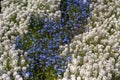 Annual flowers white Sweet Alyssum - Lobularia maritima syn. Alyssum maritimum and blue purple Lobelia Royalty Free Stock Photo