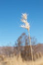 Annual grass graminea grass in open field on sky background