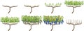 Annual growth cycle of grapevine