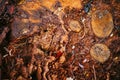 Annual growth on a log. Wood Tree Background.