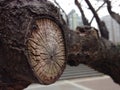 Annual growth ring of tree in city