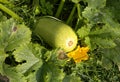 Fruit and flower of zucchini in the garden. Royalty Free Stock Photo