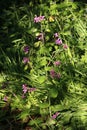 Annual Honesty, lunaria annua, purple flower Royalty Free Stock Photo