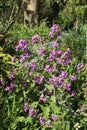 Annual Honesty, lunaria annua, purple flowers