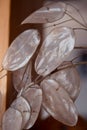 Annual honesty, Lunaria annua, silicle membranes close up