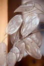 Annual honesty, Lunaria annua, silicle membranes close up