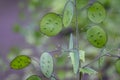 Annual honesty plant in the garden