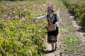 Annual Kazanlak Rose picking Festival in Bulgaria Royalty Free Stock Photo