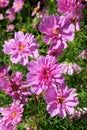 Cosmos bipinnatus - Rose Bonbon