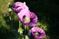 Annual mauve poppy Royalty Free Stock Photo