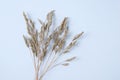 Annual meadow bluegrass. Wild herb dried flowers on white background. View from above