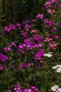 Annual Phlox is an annual, growing from seed each year. The branches have sharp, pointed, lengthy, ciliated leaves.